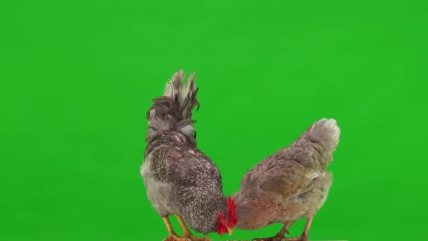 Grå Tupp Och Kyckling Plockar Vete Grön Skärm Studio — Stockvideo