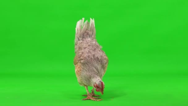 Grå Kyckling Plockar Vete Grön Skärm Studio — Stockvideo
