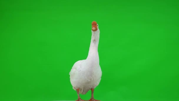Biały Kholmogory Gęś Patrzy Aparat Fotograficzny Zielonym Ekranie Studio — Wideo stockowe