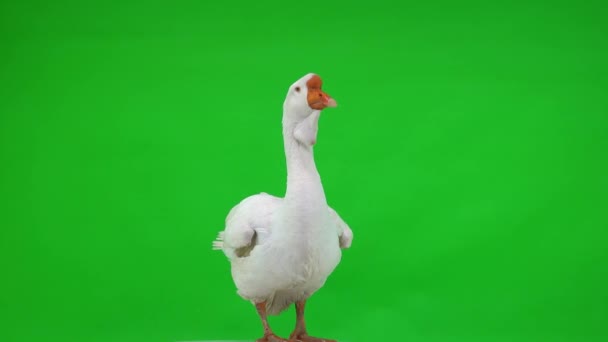 White Kholmogory Goose Looks Camera Green Screen Studio — Stock Video