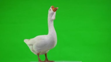 Beyaz kholmogory kaz yeşil ekranda duruyor ve gagasını açıyor, stüdyo.