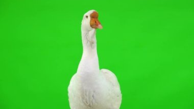 Beyaz kholmogory kaz yeşil ekran, stüdyo