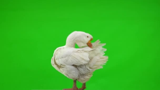 绿色屏幕上的白色Kholmogory鹅毛清洁羽毛 工作室 — 图库视频影像