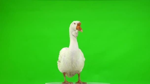 Witte Kholmogory Gans Kijkt Naar Camera Een Groen Scherm Studio — Stockvideo