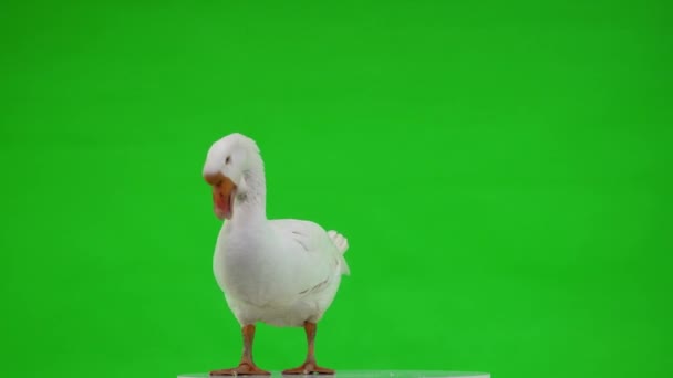 白色的Kholmogory鹅站在绿色的屏幕上 张开它的嘴 工作室 — 图库视频影像