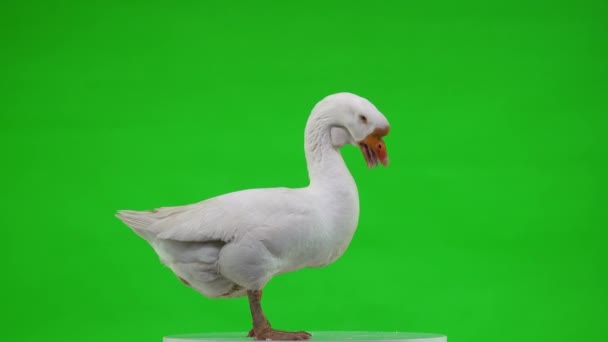 Witte Kholmogory Gans Staat Een Groen Scherm Opent Zijn Snavel — Stockvideo