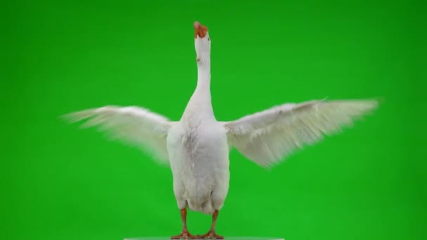 Λευκή Χήνα Kholmogory Στέκεται Και Κουνάει Φτερά Της Πράσινη Οθόνη — Αρχείο Βίντεο
