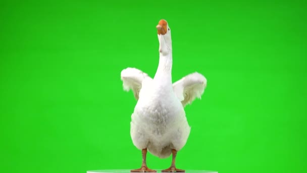 白色的Kholmogory鹅站立并在绿色的屏幕上展翅翅膀 工作室 — 图库视频影像