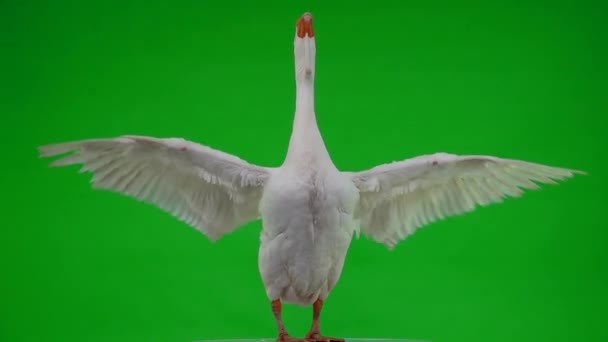 Witte Kholmogory Gans Het Staan Spreid Zijn Vleugels Zeer Mooi — Stockvideo