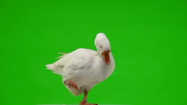 Weiße Kholmogorische Gans Hebt Pfote Zum Kopf Auf Grünem Bildschirm — Stockvideo