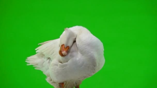 White Kholmogory Goose Close Cleans Feathers His Head Green Screen — Stock Video