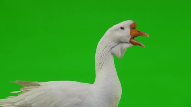 Witte Kholmogory Gans Close Opent Snavel Een Groen Scherm Studio — Stockvideo