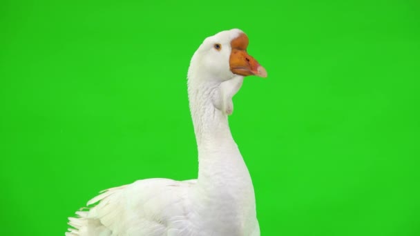 White Kholmogory Goose Close Ξεδιπλώνεται Ένα Προφίλ Μια Πράσινη Οθόνη — Αρχείο Βίντεο