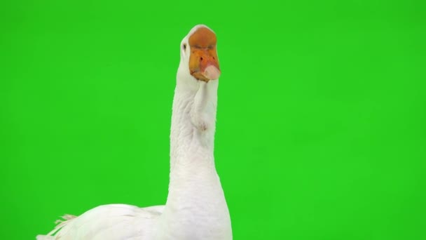 Portrait White Kholmogory Goose Green Screen Studio — Stock Video