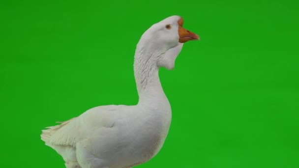 Witte Kholmogory Gans Close Een Groen Scherm Studio — Stockvideo