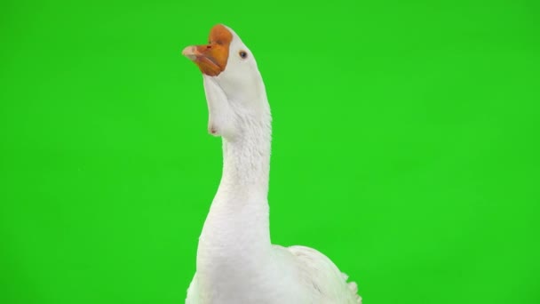 White Kholmogory Goose Close Green Screen Studio — Stock Video