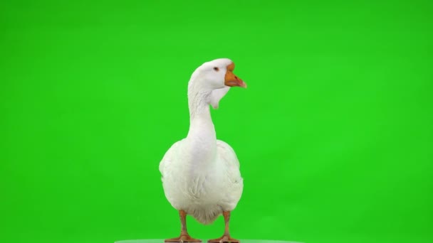 一只白色的Kholmogory鹅站在一个绿色的屏幕上 扭着脖子朝不同的方向 工作室里 — 图库视频影像