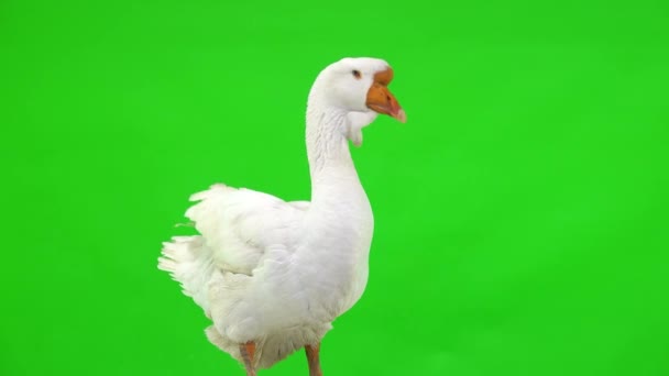 White Kholmogory Goose Stands Green Screen Studio — Stock Video