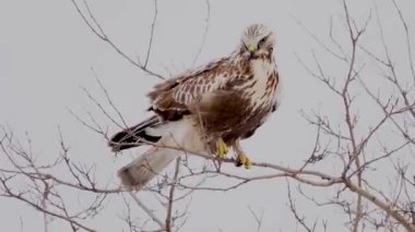 Kaba ayaklı akbaba Buteo lagopus, bir ağaç dalında duruyor. Ağaçlar güçlü rüzgardan sallanıyor.