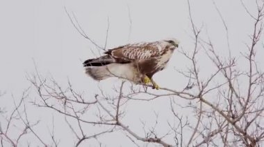 Kaba ayaklı akbaba Buteo lagopus, bir ağaç dalında duruyor. Ağaçlar güçlü rüzgardan sallanıyor.