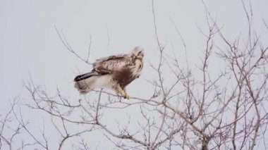 Kaba ayaklı akbaba Buteo lagopus, bir ağaç dalında duruyor. Ağaçlar güçlü rüzgardan sallanıyor.