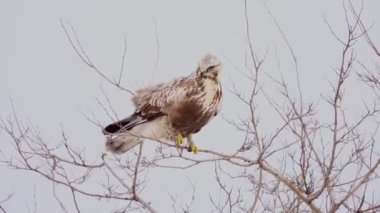 Kaba ayaklı akbaba Buteo lagopus, bir ağaç dalında duruyor. Ağaçlar güçlü rüzgardan sallanıyor.