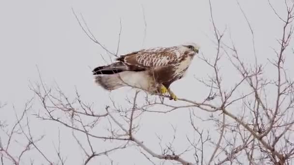粗壮的秃鹰 Buteo Lagopus 站在树枝上 树在强风中摇曳 — 图库视频影像