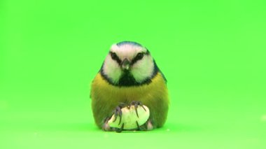 blue tit, Cyanistes caeruleus close-up holds pumpkin seed in its paws on green screen