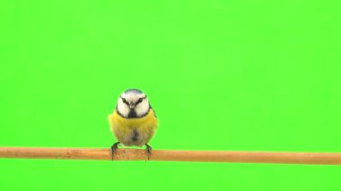 blue tit, Cyanistes caeruleus jumps on a branch and runs away from the green screen, studio