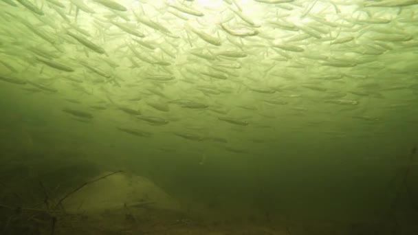 Κίνηση Ψαριών Στον Πυθμένα Ενός Ποταμού Στους Βαθμούς Κελσίου Βαθμούς — Αρχείο Βίντεο