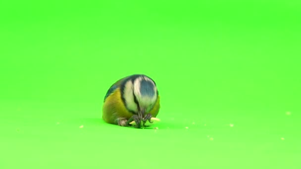 Blue Tit Cyanistes Caeruleus Takes Pumpkin Seed Its Paws Eats — Vídeos de Stock