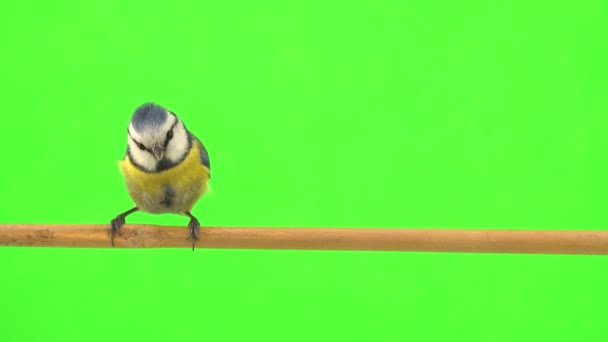 Blue Tit Cyanistes Caeruleus Jumps Branch Runs Away Green Screen — Stockvideo