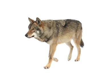 walking wolf in the snow isolated on white background