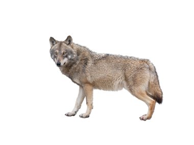 Dişi kurt beyaz arka planda izole edilmiş.