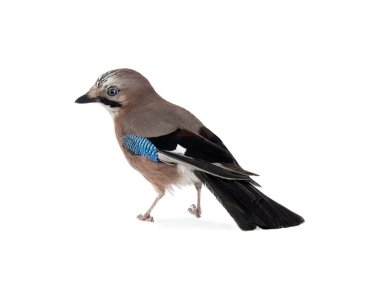 beautiful jay isolated on white background