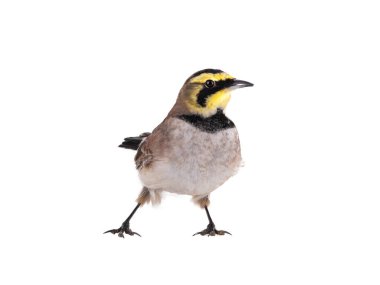 horned lark ( Eremophila alpestris) stands isolated on white background