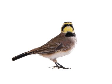horned lark ( Eremophila alpestris) stands isolated on white background