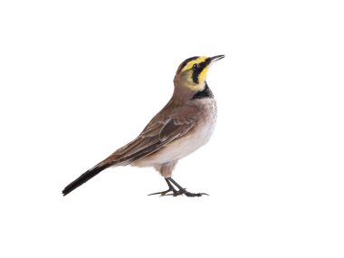 horned lark ( Eremophila alpestris) stands isolated on white background