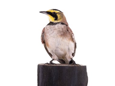 horned lark ( Eremophila alpestris) sits on a tree stump isolated on white background