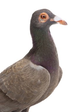 portrait dove dragon isolated on white background