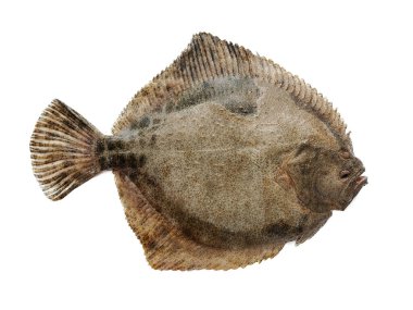 live flounder isolated on white background