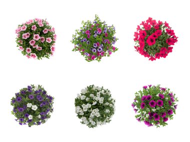 collage of flowers isolated on white background