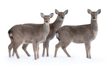 three real deer in the snow on a white background clipart