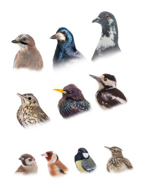 collage portraits of popular urban birds isolated on white background