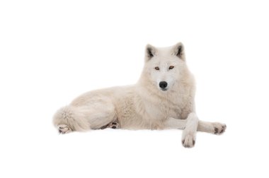beautiful white wolf lies on the snow isolated on white background