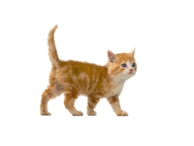 orange kitten walking on isolated white background