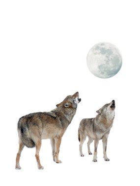 Wolf and she-wolf howling at the moon isolated on white background