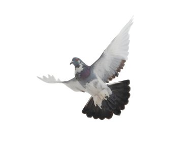 dove (English Pouter) in flight isolated on white background