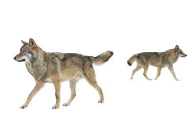 Gray wolfs walking isolated on white background