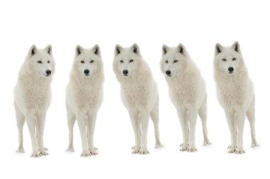 pack of  polar wolves (Canis lupus tundrarum) isolated on white background
